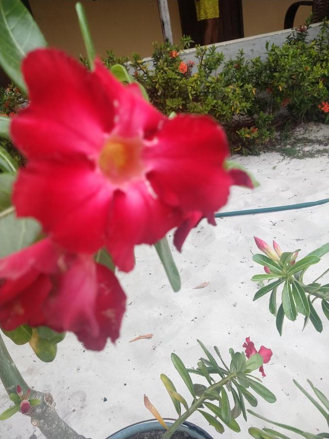 Pousada Flor Do Deserto - Mandacaru Santo Amaro do Maranhao Zewnętrze zdjęcie